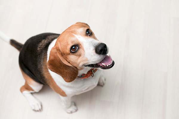 名古屋エリアを中心とした犬のしつけ教室      エンパシードッグトレーニング