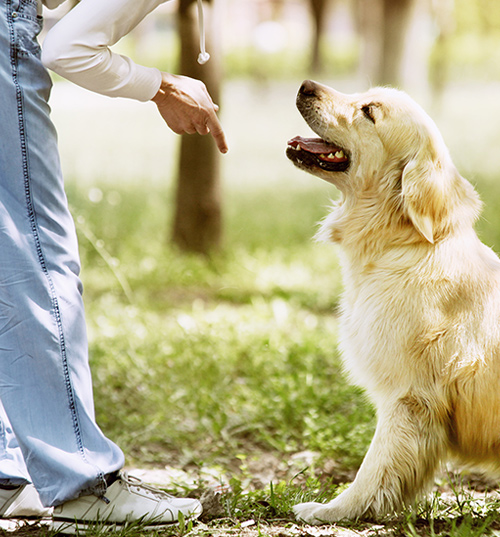 エンパシィドッグトレーニング協会 名古屋エリア拠点の犬のしつけ教室